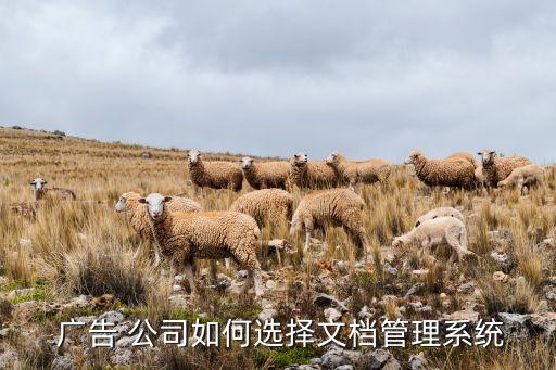 广告公司适合什么系统软件