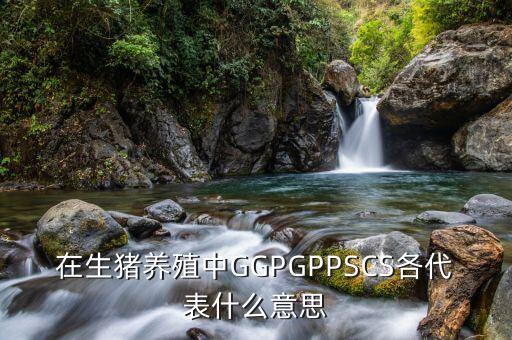 在生猪养殖中GGPGPPSCS各代表什么意思
