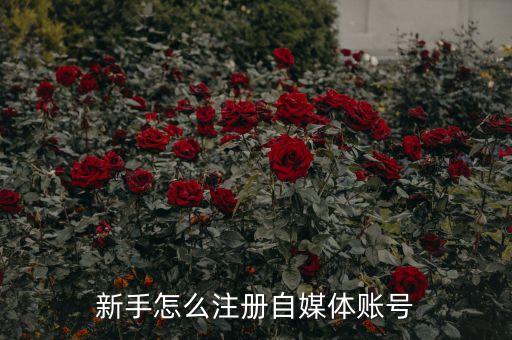 新手怎么注册自媒体账号