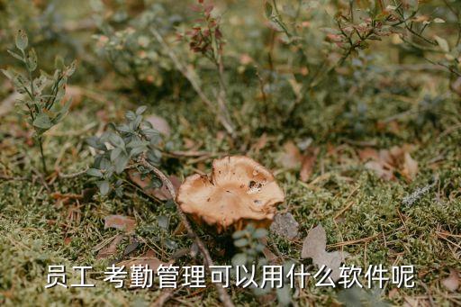 员工 考勤管理可以用什么软件呢