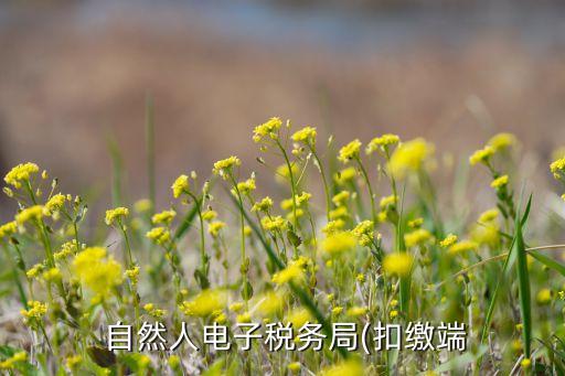  自然人电子税务局(扣缴端